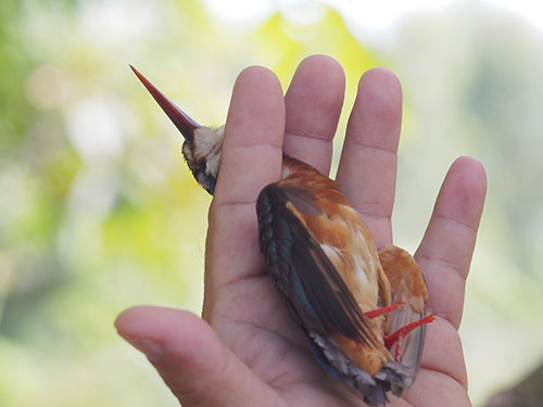 Nghệ thuật phải nhân văn! - Báo Người lao động